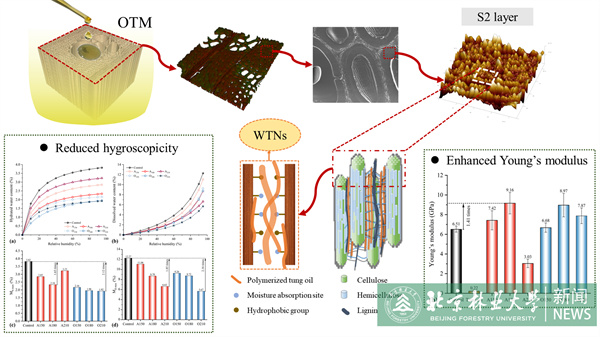 20240531材料學院科研團隊在木材細胞壁阻濕、增強改性領域取得新進展.jpg