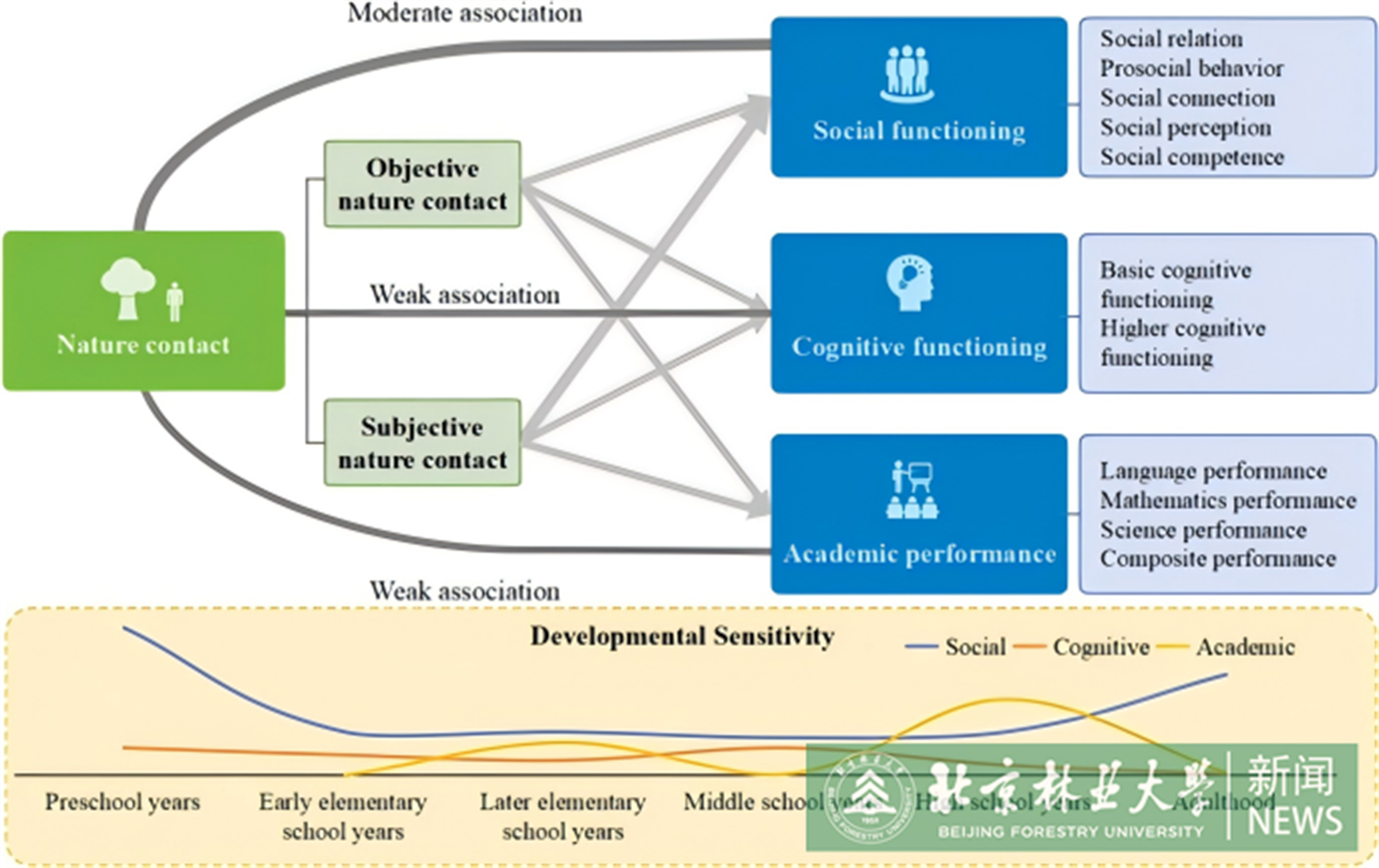 圖1 自然接觸與社會(huì)功能、認(rèn)知功能和學(xué)業(yè)表現(xiàn)之間關(guān)系的元分析結(jié)果總結(jié).png
